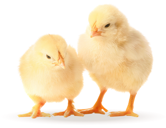 2匹のひよこ