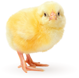 1匹のひよこ